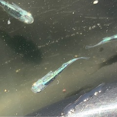 メダカ　緑光黒百式の画像