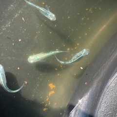 メダカ　緑光黒百式の画像