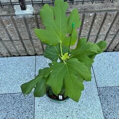 西洋イチジク挿し木苗（ロングドゥート：別名バナーネ）最終苗の画像