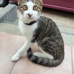 人馴れした子猫です