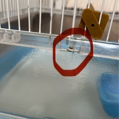 鳥かご　マルカンバードパレスの画像