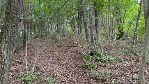 栃木県大田原市堀之内雑木林土地