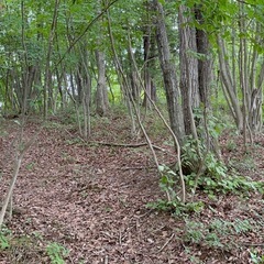 栃木県大田原市堀之内雑木林土地の画像