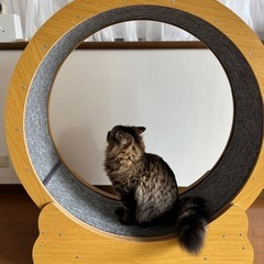 キャットホイール☆ほぼ未使用の画像