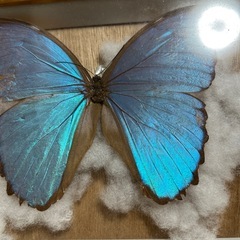 🦋モルフォ蝶🦋標本の画像