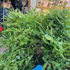 青じそ　葉　実　株ごとの画像