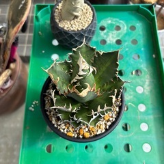 アガベチタノタレッドキャットウィーズリーの画像