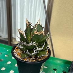 アガベチタノタレッドキャットウィーズリーの画像