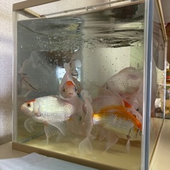 鑑賞魚1匹のみの画像