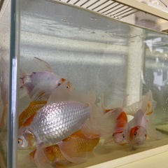 鑑賞魚1匹のみの画像