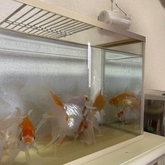 鑑賞魚1匹のみの画像