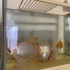 鑑賞魚1匹のみの画像