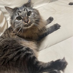 里親を探しています！