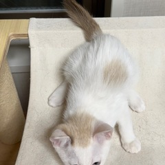 【動画あり】珍しい色柄☆沖縄から来た子猫3匹☆初期医療済み