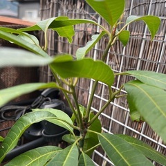 マンゴーの苗の画像