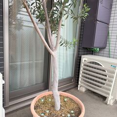 鉢植えのオリーブの木（高さ2m程）の画像