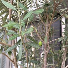 鉢植えのオリーブの木（高さ2m程）の画像
