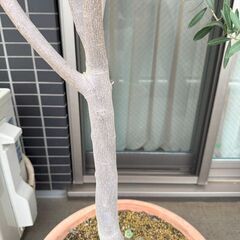 鉢植えのオリーブの木（高さ2m程）の画像