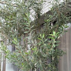 鉢植えのオリーブの木（高さ2m程）の画像