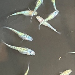 🌸月の響メダカ1匹150円🌸の画像