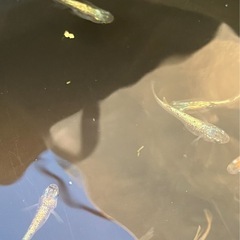 🌸令和ヒミツヘイキメダカ1匹150円🌸の画像