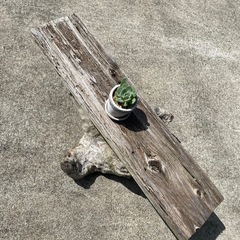 多肉植物　盆栽　流木ラック　の画像
