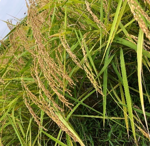 令和７年　コシヒカリ　玄米　30kg　2万円