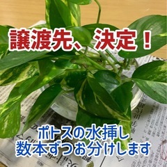 観葉植物いろいろ③
の画像