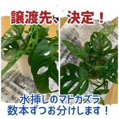 観葉植物いろいろ③
の画像
