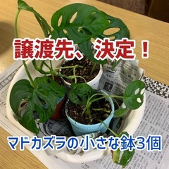 観葉植物いろいろ③
の画像