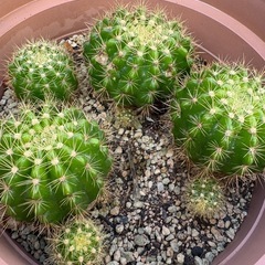 サボテンの画像