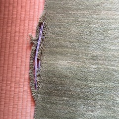 ギャッベ　ラグ　訳あり　3畳　　
の画像