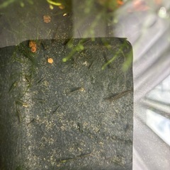 ☘️ミナミヌマエビ20匹と水草☘️の画像