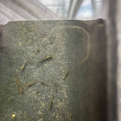 ☘️ミナミヌマエビ20匹と水草☘️の画像