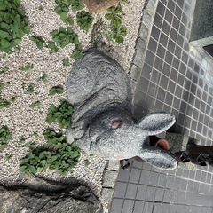 うさぎ　うす　石臼　ウサギ　兎　福岡　田川市　筑豊　 置物  御影石　石像　石造　石材　石彫　彫刻　置物　オブジェ　石の置物　インテリア　玄関　庭　飾り　庭石　縁起物　長寿　金運 の画像