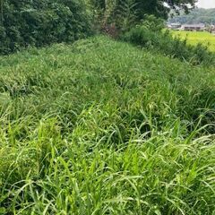 秋だ稲刈りだ！　特A地区　きぬむすめ　無農薬・除草剤不使用…