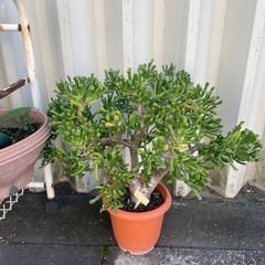 観葉植物（決まりました）の画像