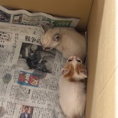 猫2匹急ぎ