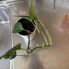 観葉植物　班入りですの画像