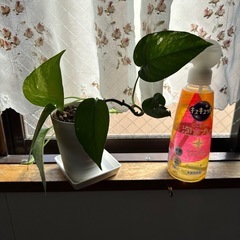 観葉植物　班入りですの画像
