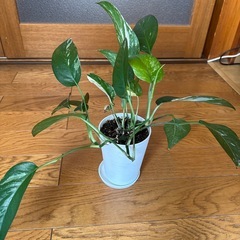 観葉植物　班入りですの画像