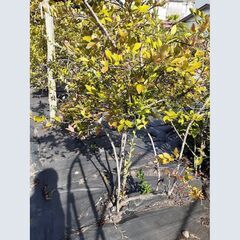 【取引中1】ブルーベリーの木（地植え）を無料でお譲りします。の画像