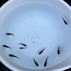 オロチ10匹　メダカの画像