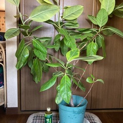 ゴムの木の画像