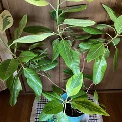 ゴムの木の画像