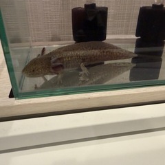 ウーパールーパーの画像