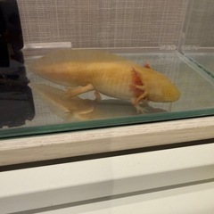 ウーパールーパーの画像