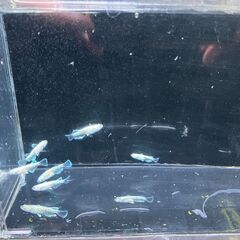 マリアージュ10匹　　メダカの画像