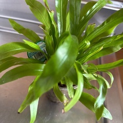 観葉植物の画像