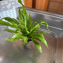 観葉植物の画像